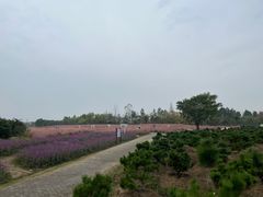 -金卉庄园