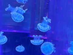 -海合安武汉极地海洋公园