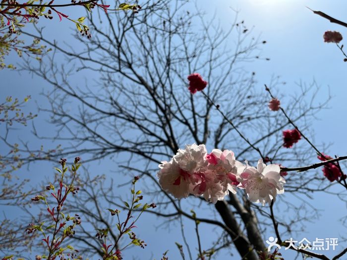 上海共青森林公园图片