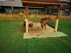 -萌宠亲子动物乐园(槐房万达店)