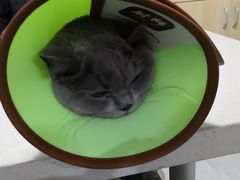 -乐派堂宠物医院·猫友好· 心脏科(东街店)