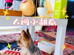 -安德鲁户外烧烤帐篷营地(马泉营店)