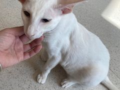-飞行喵MR PILOT|猫舍·猫咖(静安大融城店)