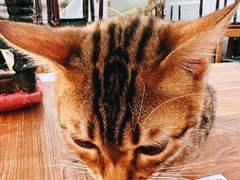 -猫小院猫主题咖啡厅(北锣店)