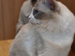 -是阿柴呀！柴犬咖啡·爱喵喵猫咖