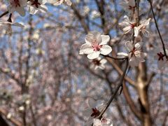 -桃花堤公园
