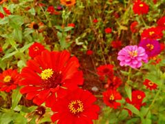 -广东花都湖国家湿地公园
