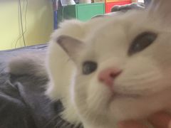 -东方名猫馆·英短金渐层布偶猫舍(环线广场1号楼店)