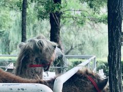 -长白岛森林公园