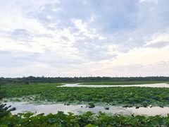 -上海海湾国家森林公园