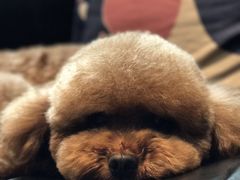 -Oh My Dog宠物沙龙(伊珊娜皮毛护理店)