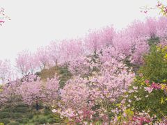 -陈有良尖椒鸡(江津总店)