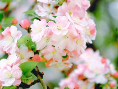 -海棠花溪(元大都城垣遗址公园)