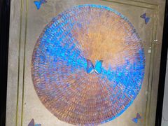 -上海昆虫博物馆