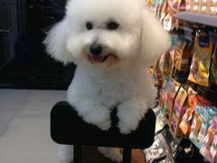 -PETKIT 小佩宠物·低压洗护·美容·寄养(安远店)