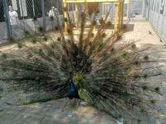 -长白岛森林公园