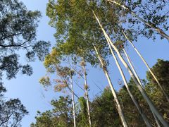 -三门江国家森林公园