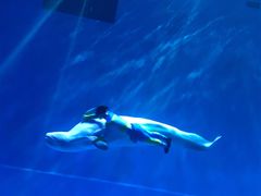 -芜湖新华联大白鲸海洋公园