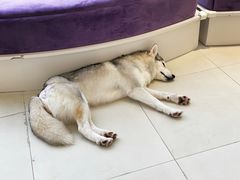 -怪兽屋·羊驼·猫咖·狗咖(俊华广场店)