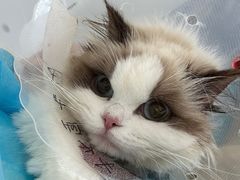 -美联众合动物医院·24h转诊中心