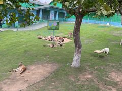 -西霞口神雕山野生动物世界