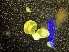 -福州罗源湾海洋世界旅游区