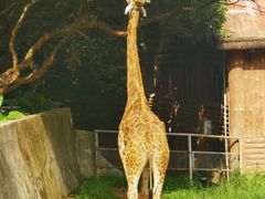 -广州长隆野生动物世界