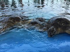 -北戴河圣蓝海洋公园