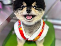 -美联众合动物医院·24h京西诊疗中心