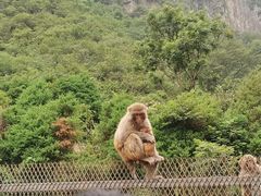 景点-云台山风景名胜区