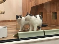 -袖虎·猫馆(体育西路店)
