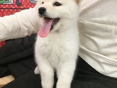 -柴犬小屋·柴餐厅·狗咖食堂(金鼎广场店)