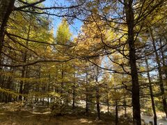 -苏木山森林公园