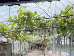 -马陆小张葡萄园农家乐