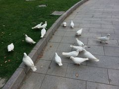 android_upload_pic-宋庆龄陵园