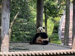 -中国大熊猫保护研究中心雅安碧峰峡基地