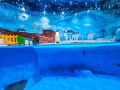 -海合安成都极地海洋公园