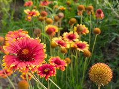 -野鸭湖国家湿地公园