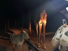 -清迈夜间动物园