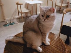-猫友咖啡店(玉林西路店)