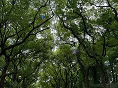 -上海共青森林公园