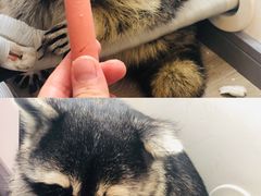 -浣熊柯尔鸭土拨鼠·电玩咖