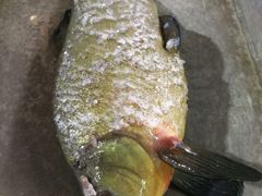-姚记抚仙湖野生菌石锅鱼庄