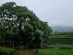 -龙坞茶村