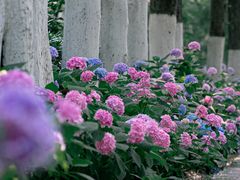 -合肥滨湖国家森林公园