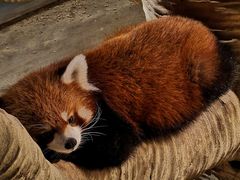 -绿色星球动物主题公园