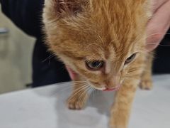 -宠颐生宠物医院·异宠猫科内科·诊疗中心宠巢店