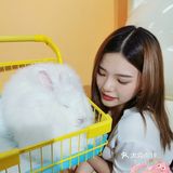 厦门探店‖兔兔浣熊小香猪三大萌宠等你来撸