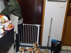 乖乖等饭吃的旺仔牛奶喽哥福子-汪说·狗咖(旺城大厦店)