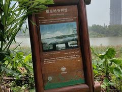 -华侨城湿地公园